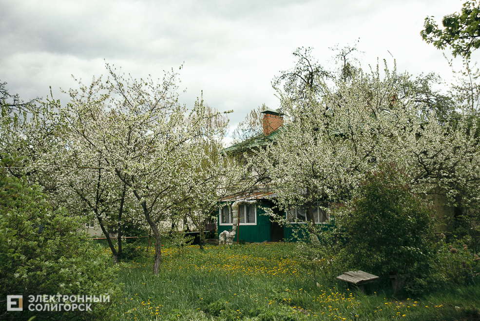 цветущие деревья