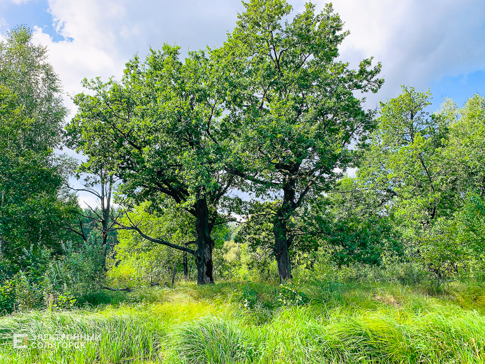 Переехать из города в деревню и построить плот