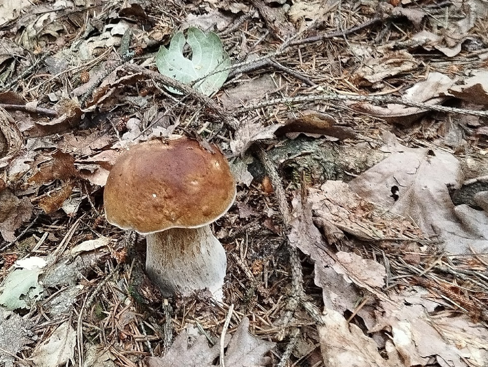 Удачливые грибники Солигорского района