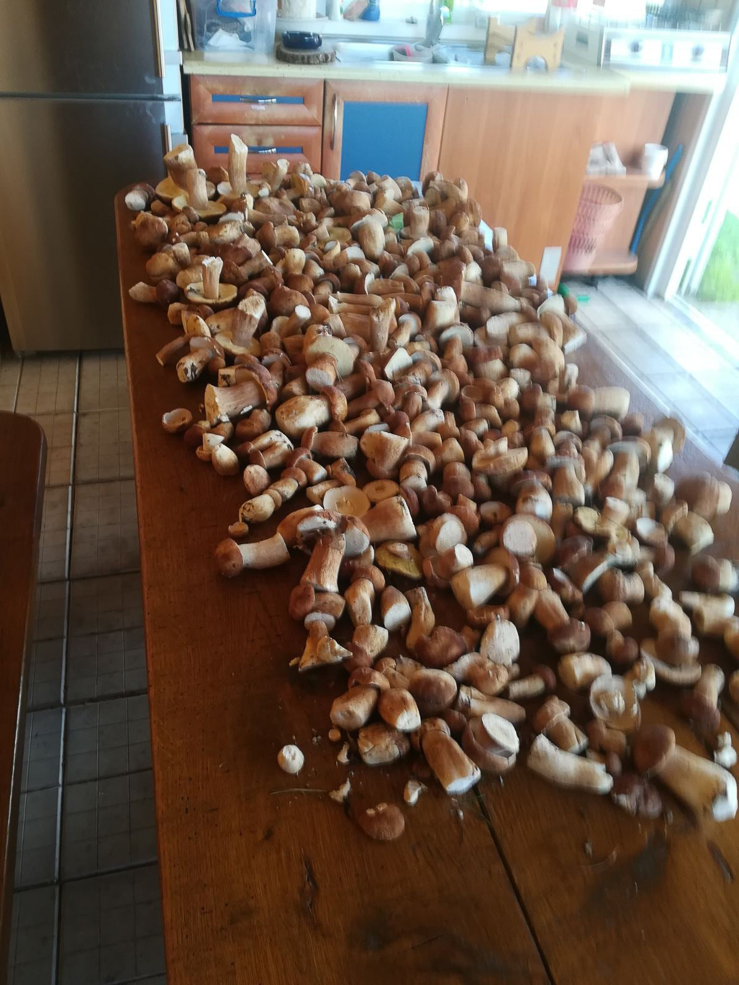 Удачливые грибники Солигорского района