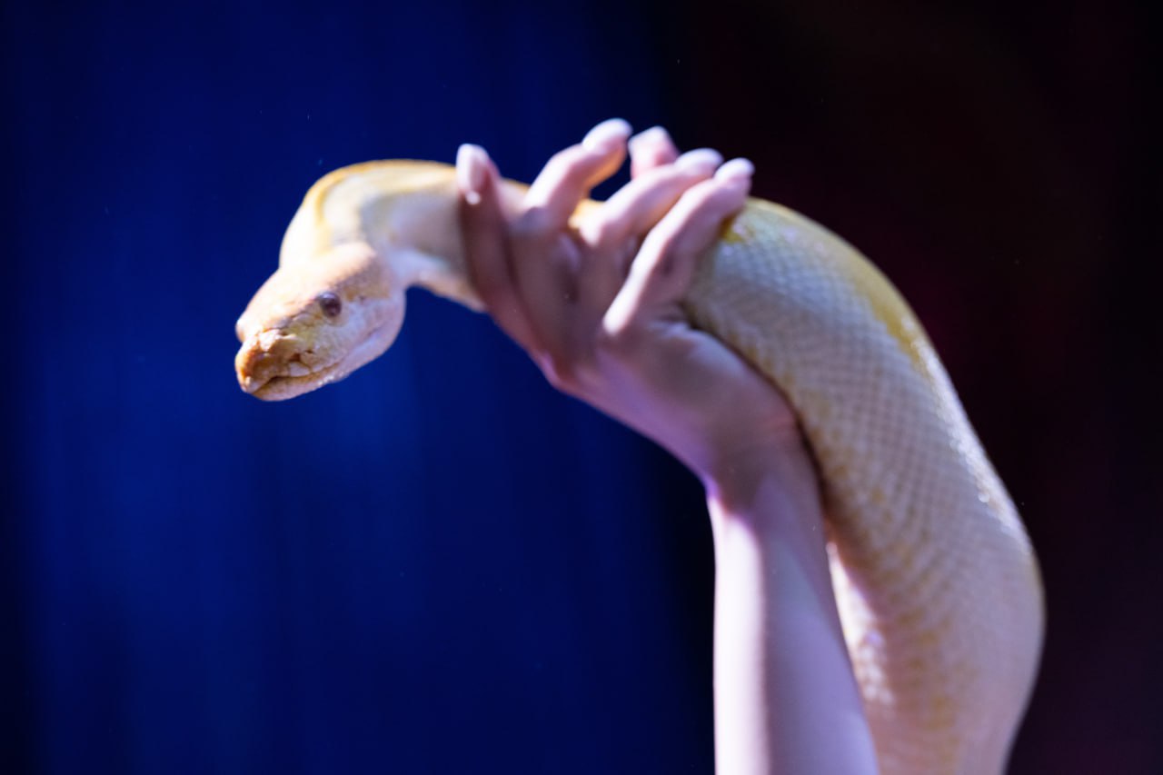 цирк солигорск