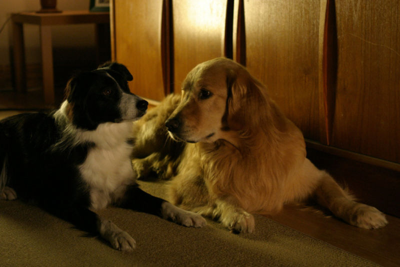 фильмы про собак