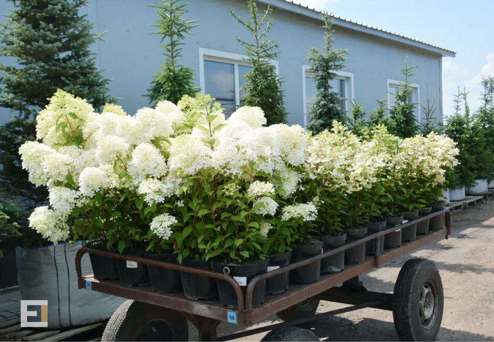 гортензии в контейнерах