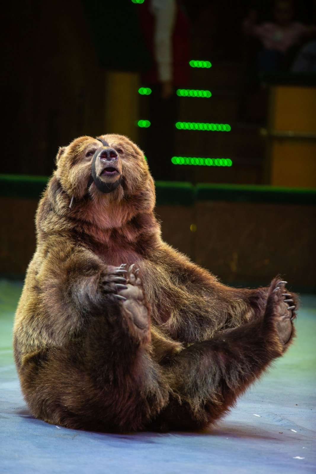 цирк шапито солигорск