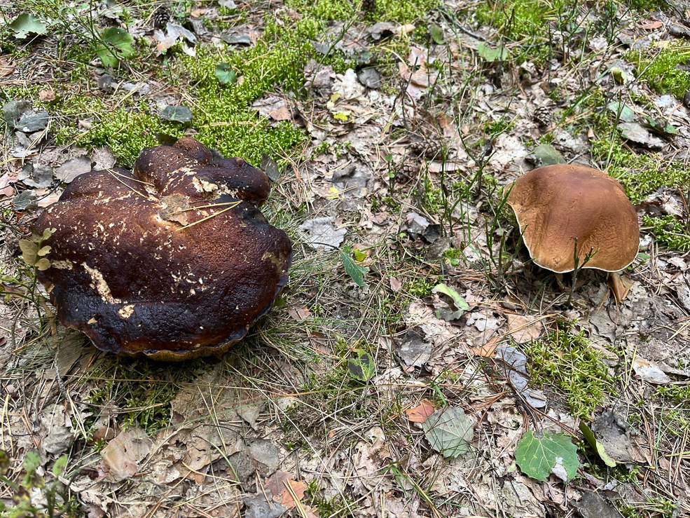 Есть ли в лесу грибы