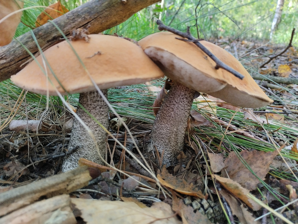 Есть ли в лесу грибы