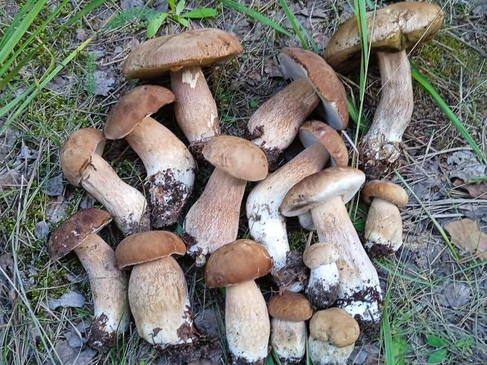 Есть ли в лесу грибы