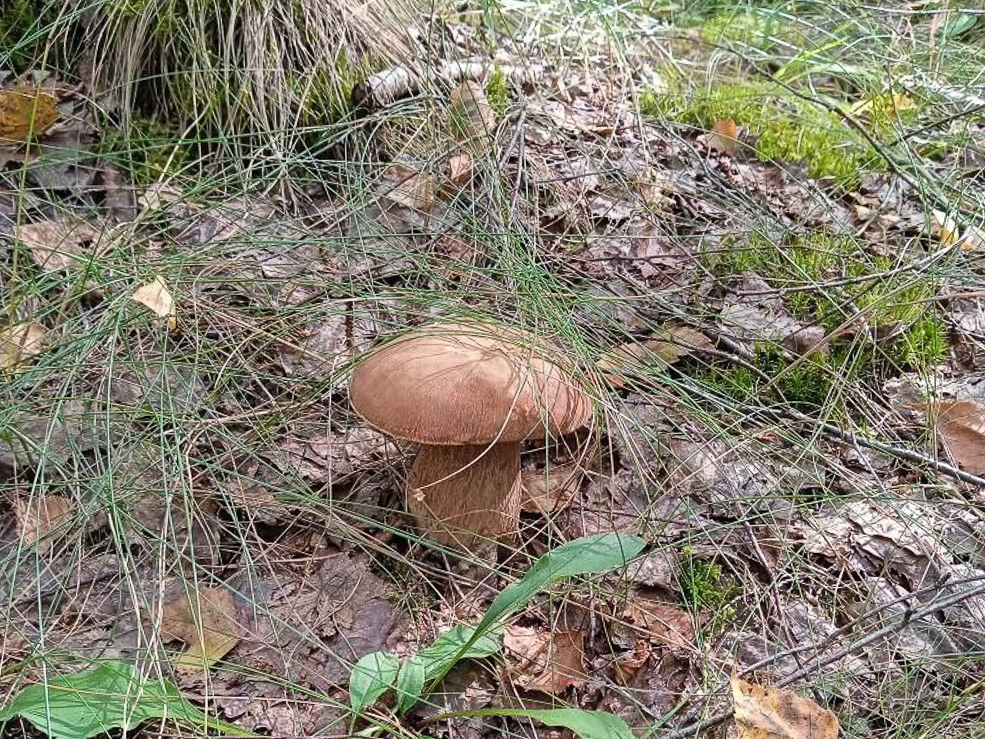 Есть ли в лесу грибы