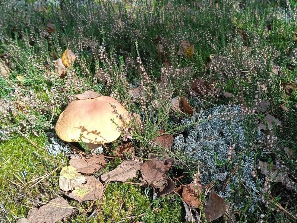 Есть ли в лесу грибы