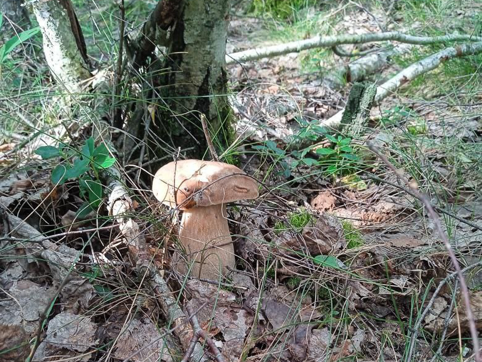 Есть ли в лесу грибы