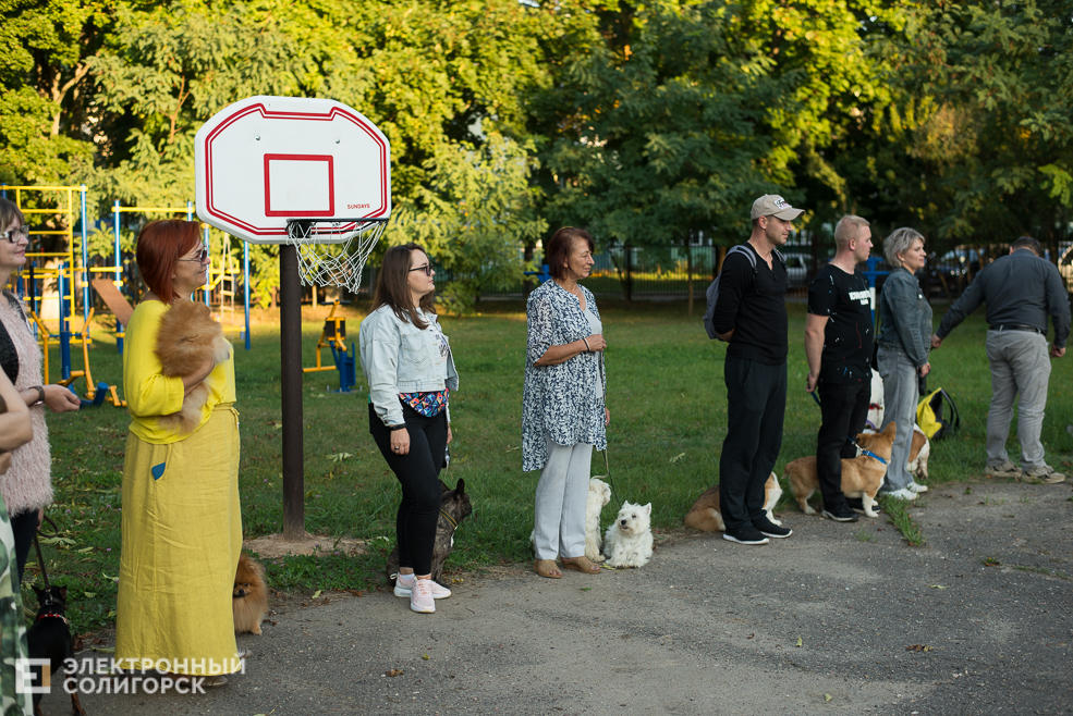 собаки в соцприюте