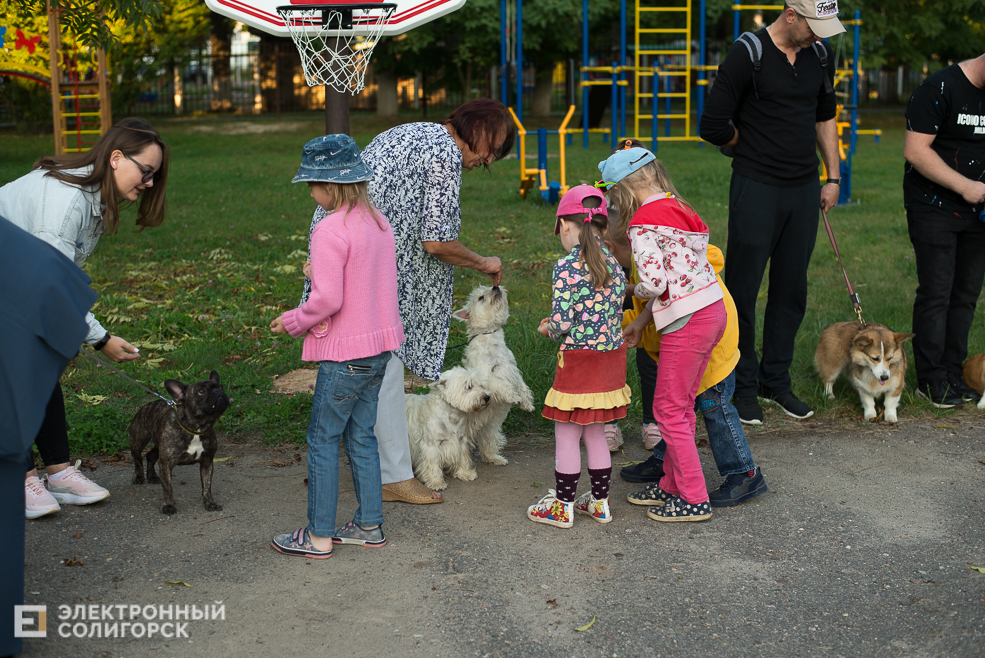 собаки в соцприюте