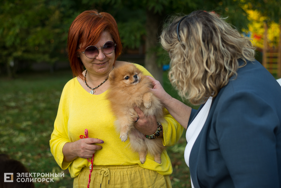 собаки в соцприюте