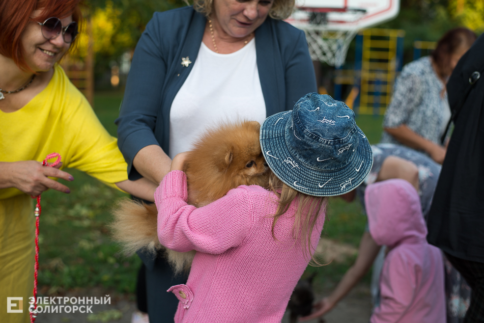 собаки в соцприюте