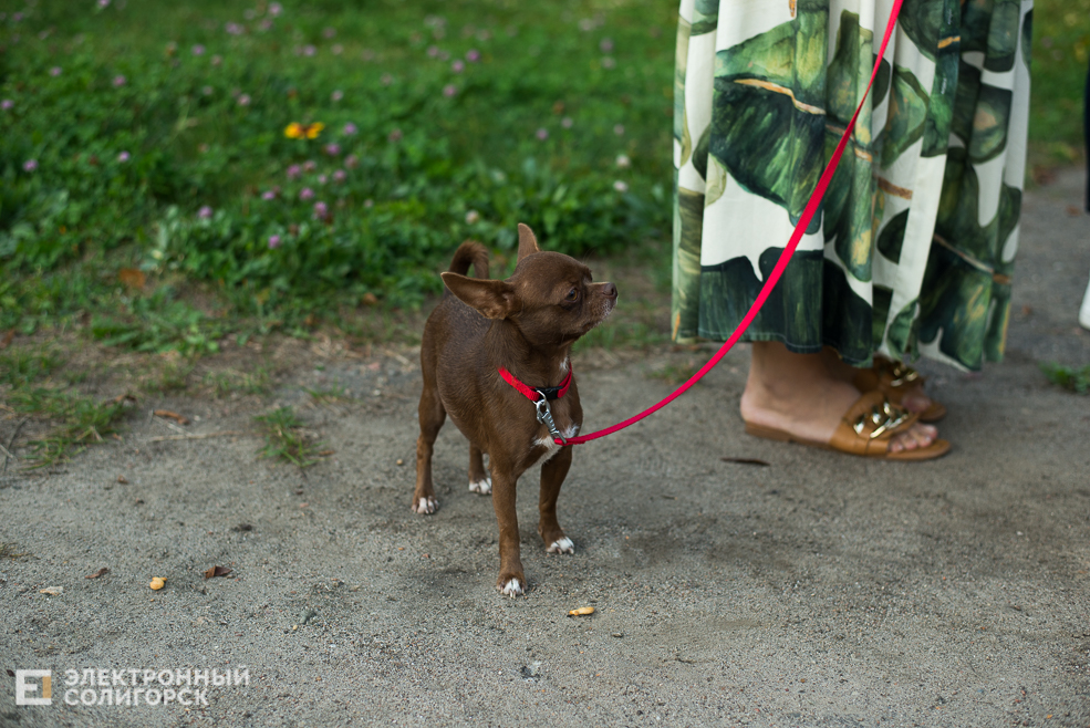 собаки в соцприюте