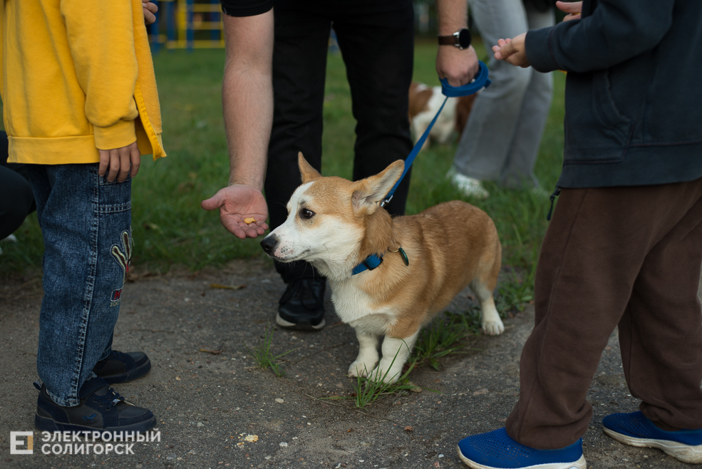 собаки в соцприюте