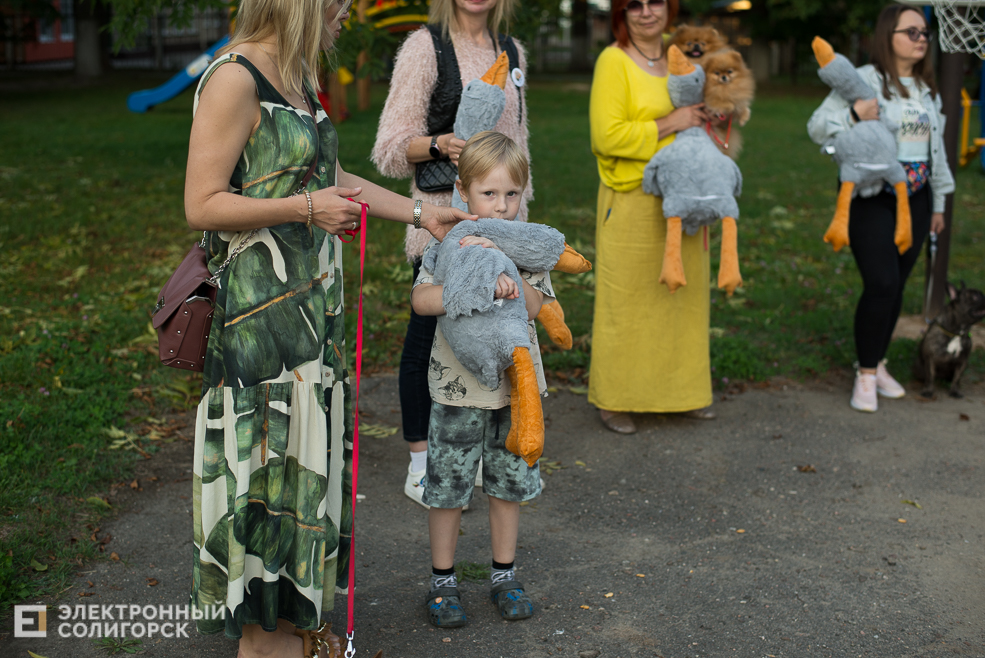 собаки в соцприюте