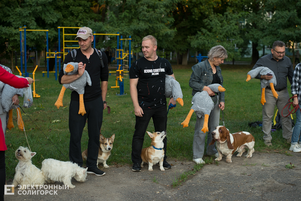 собаки в соцприюте