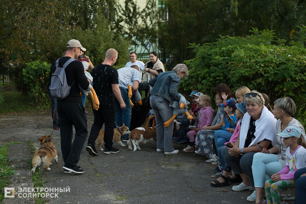собаки в соцприюте
