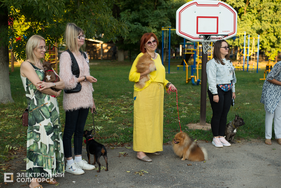 собаки в соцприюте