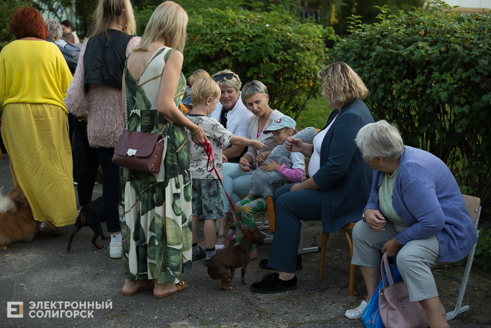 собаки в соцприюте