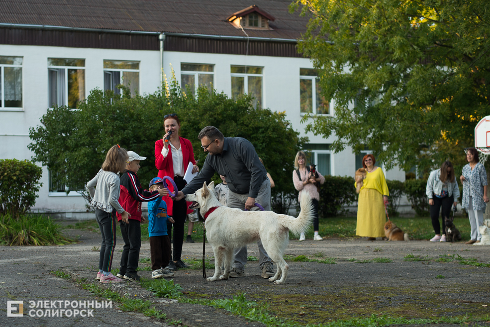 собаки в соцприюте