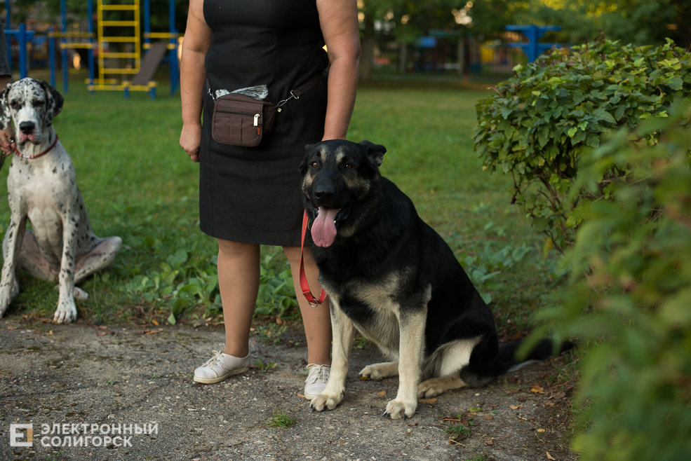 собаки в соцприюте