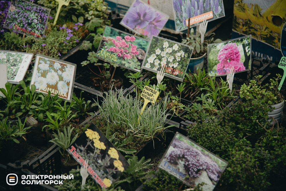 ярмарка весна 2024