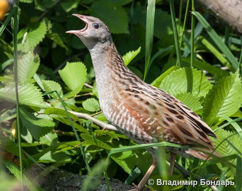 Corncrake