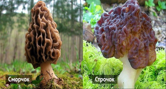 smorchki2