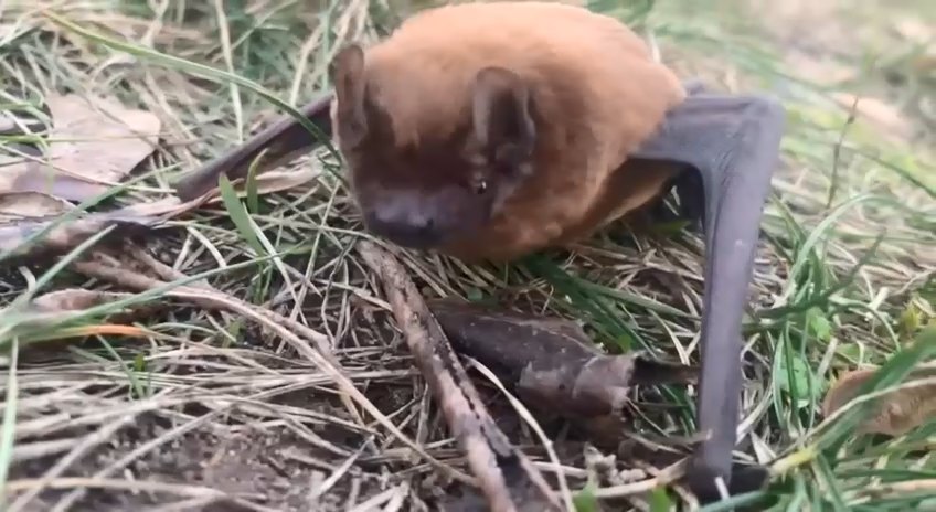 Спасение летучей мыши в Солигорске