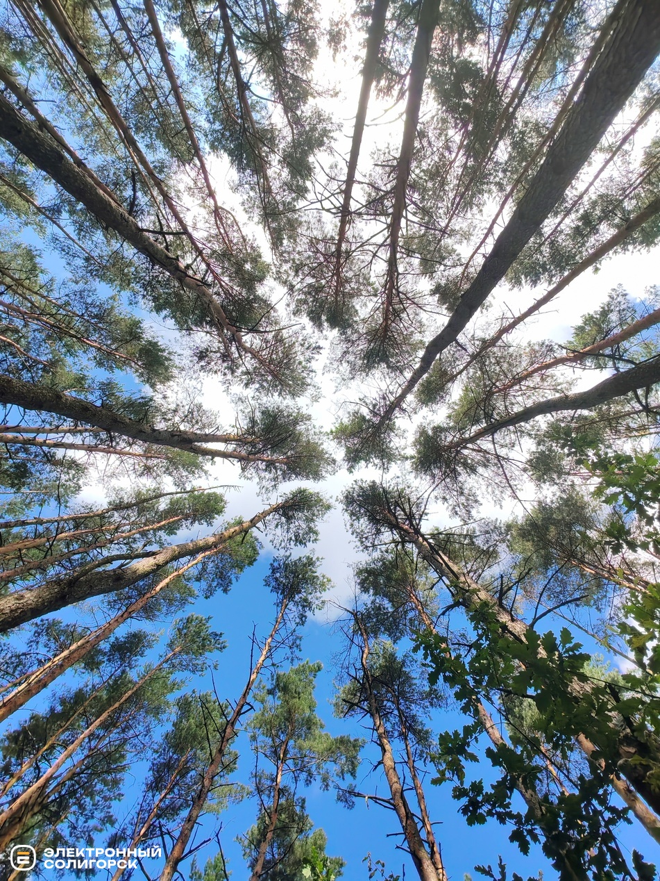 вид на небо сквозь верхушки сосен