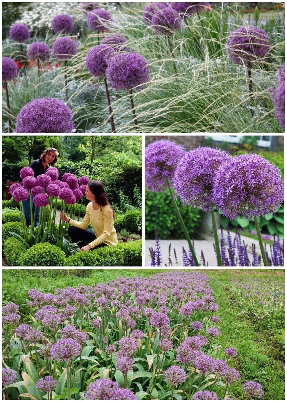 магазин декоративных растений Зелёный мир в Солигорске