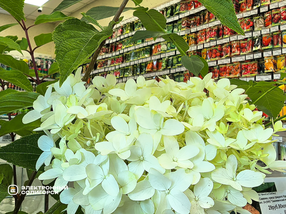 Товары в магазине Насенне в Солигорске