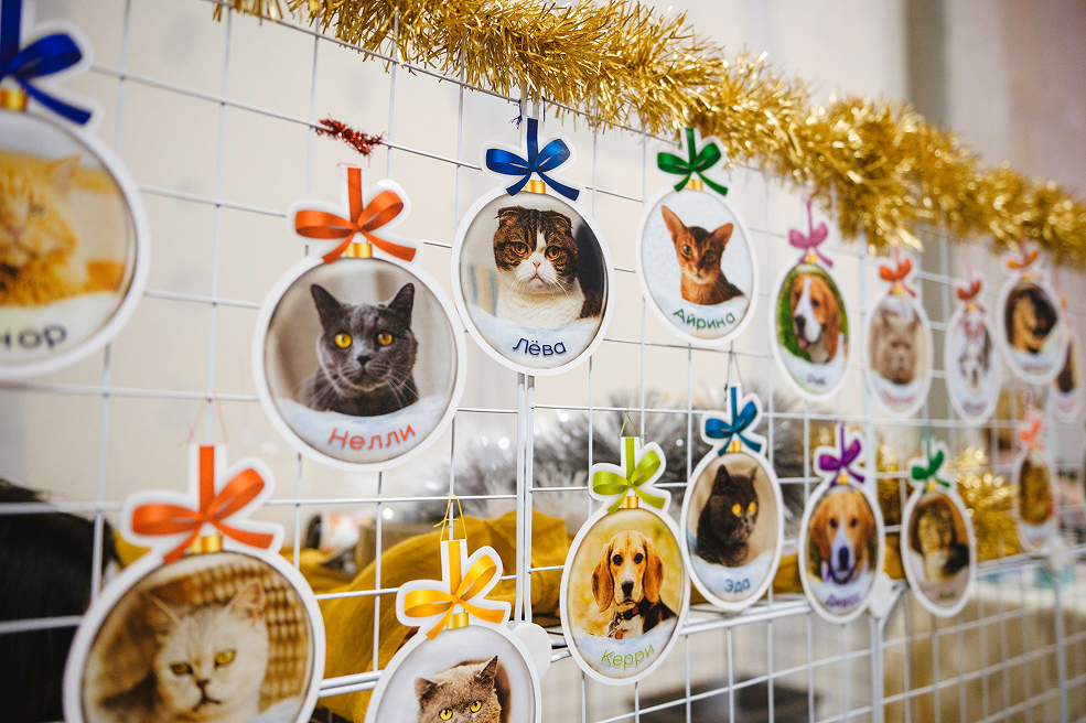 300 кг заботы: Евроопт поддержал фестиваль Город кошек