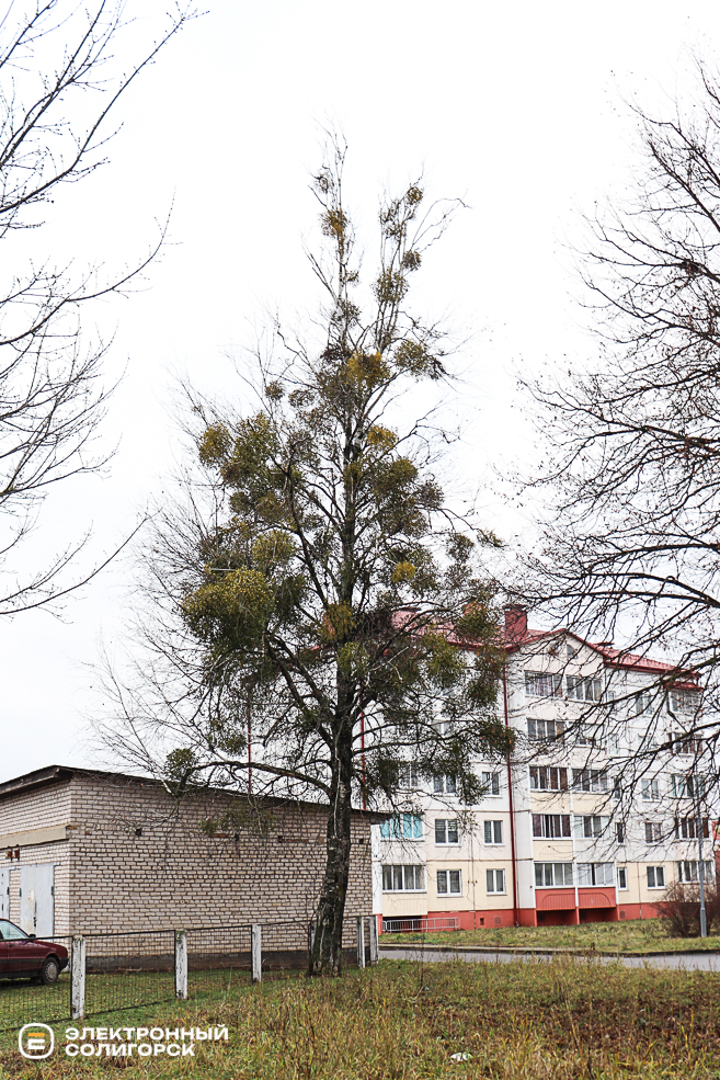 Омела в Солигорске, что делать?