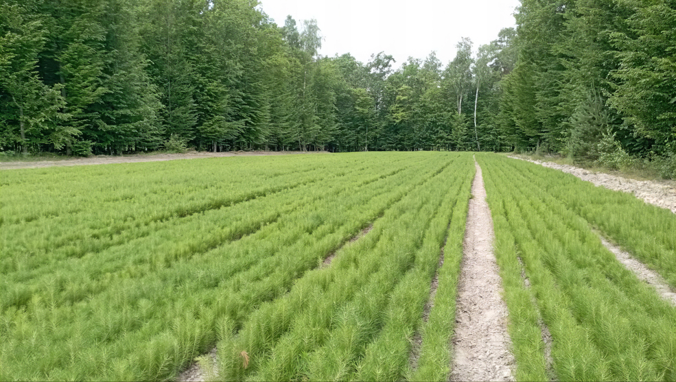 Любанский питомник