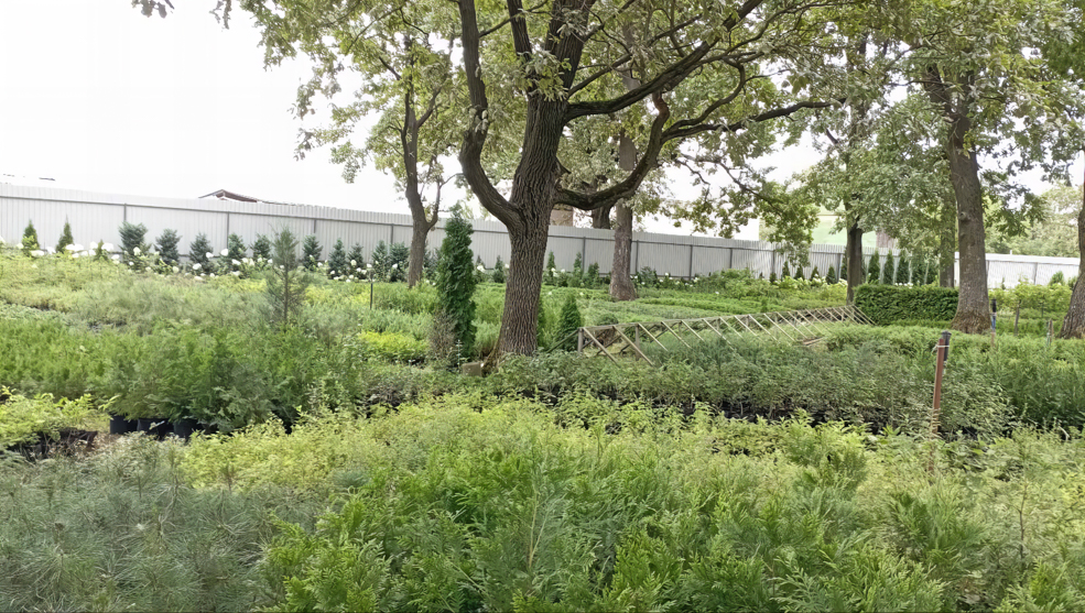 Любанский питомник