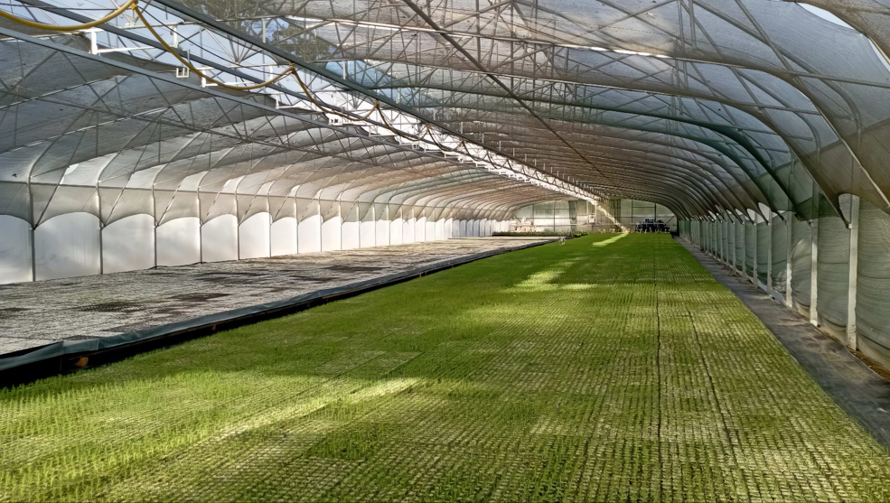 Любанский питомник