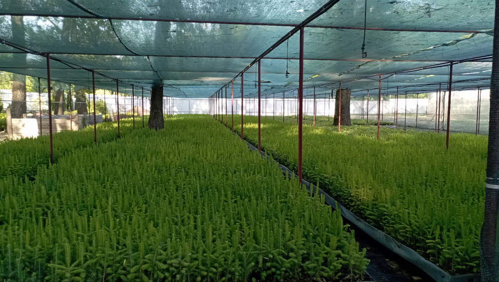 Любанский питомник